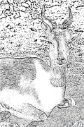 gazelle Coloring Pages To Print